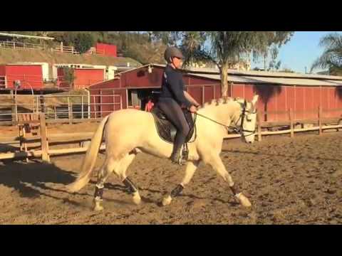 Benny pure spanish andalusian gelding for sale