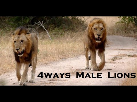 Lions ¦ FOURWAYS (Unusual Blood Brothers from Sabi Sand) #lion