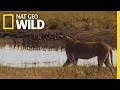 Lion Vs Wildebeest Deadly Instincts