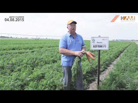 Видео о моркови Берлин F1