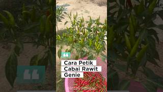 Download lagu ✅ Tips for Harvesting Genie Chili Peppers Without Damaging the Stems & Leaves mp3