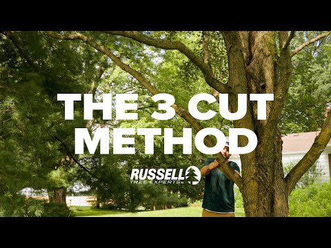 How to Prune a Tree Using the 3 Cut Method