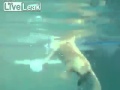 Dog Trained To Retrieve A Baby Who S Fallen Into A Pool 10 Feet Deep
