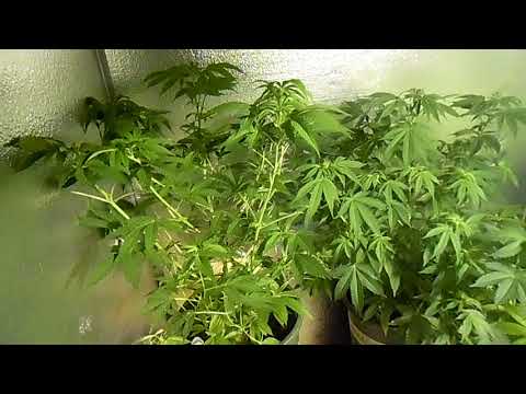 TGA Genetics  (Subcool) Seeds Update Tester Series #3