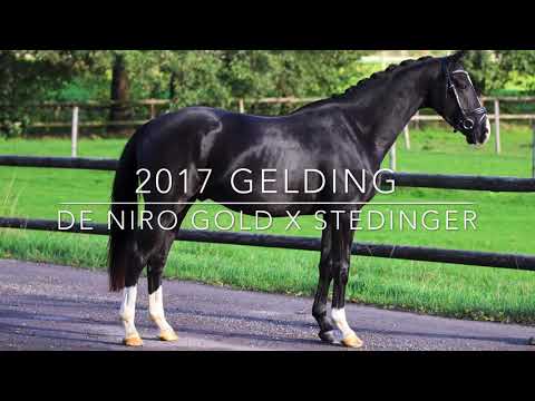 2017 Gelding De Niro Gold x Stedinger