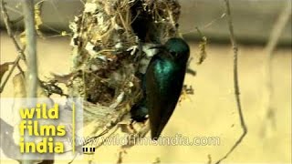 Pair of purple Sunbird feeding their young ones in nest