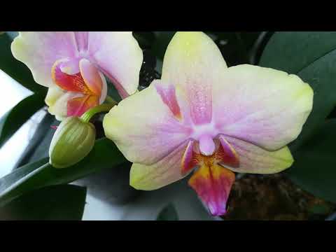 ЦВЕТЕНИЕ МОИХ ФАЛЕНОПСИСОВ В ЯНВАРЕ. ЧАСТЬ 2