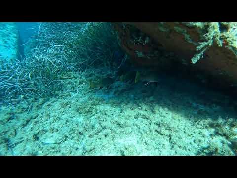Segui i Saraghi, e trovi...Le sorprese non finiscono mai in SARDEGNA