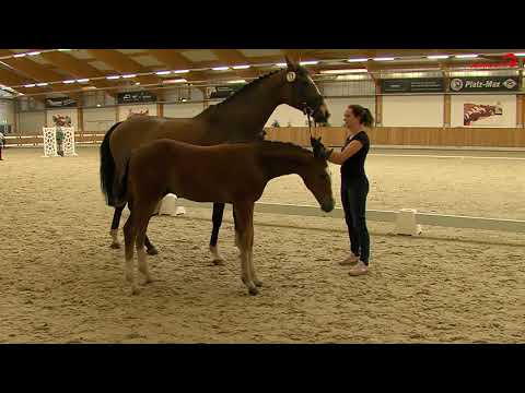 Hengstfohlen v. Comme le père-Weltrubin