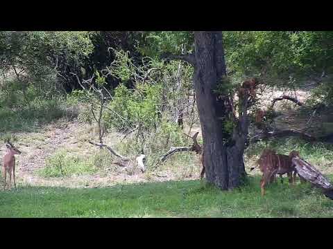 Djuma: Nyalas, Warthog and then Kudus - 11:40 - 11/29/20