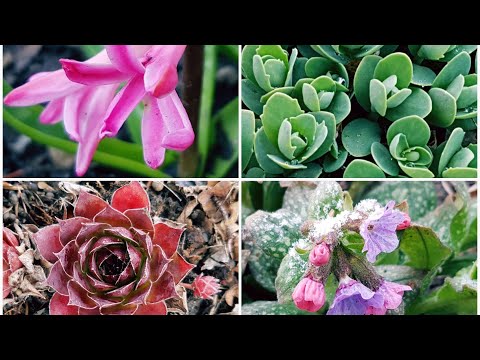 4月底，薄雪覆盖的花园