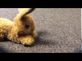 Cute Things Exploding Little Bunny