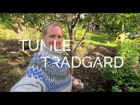 🧄🌱Odla vitlök i trädgården eller pallkrage - Så här enkelt är det att odla vitlök hemma🧄🌱