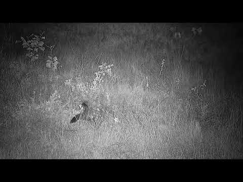 Djuma: Genet - 04:04 - 03/05/2022