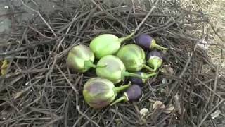 Amazing Eggplant Recipes Baingan Bharta || roasted eggplant || indian food recipes