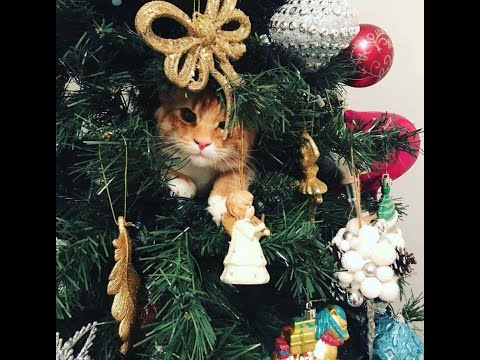 Cats vs Christmas Trees! (A Compilation)