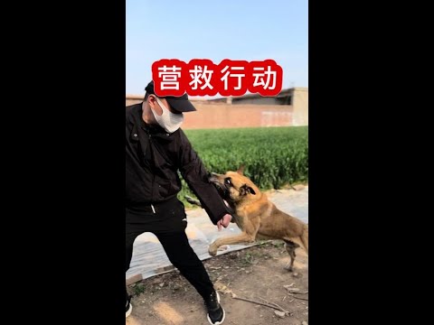 Dogs: Humans’ Most Loyal Friends | Patton and Simba Pick Up Little Master