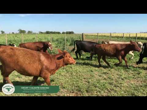 IRIARTE_100 VAQUILLONAS de 260 kg en Estación BEUGUEY, CARLOS TEJEDOR, BUENOS AIRES (2) 15-11-2025