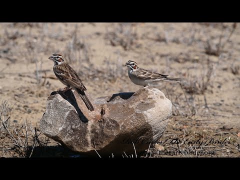 Chondestes grammacus  LARK SPARROWS feeding, drinking, foraging, bathing  3033345