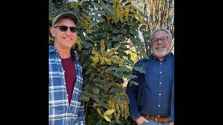 GardenDC Podcast Episode 229: Mahonia Reexamined