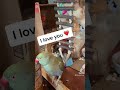 Beaker Trying To Get Tinkerbell S Attention Talkingbirds Talkingparrot Irn