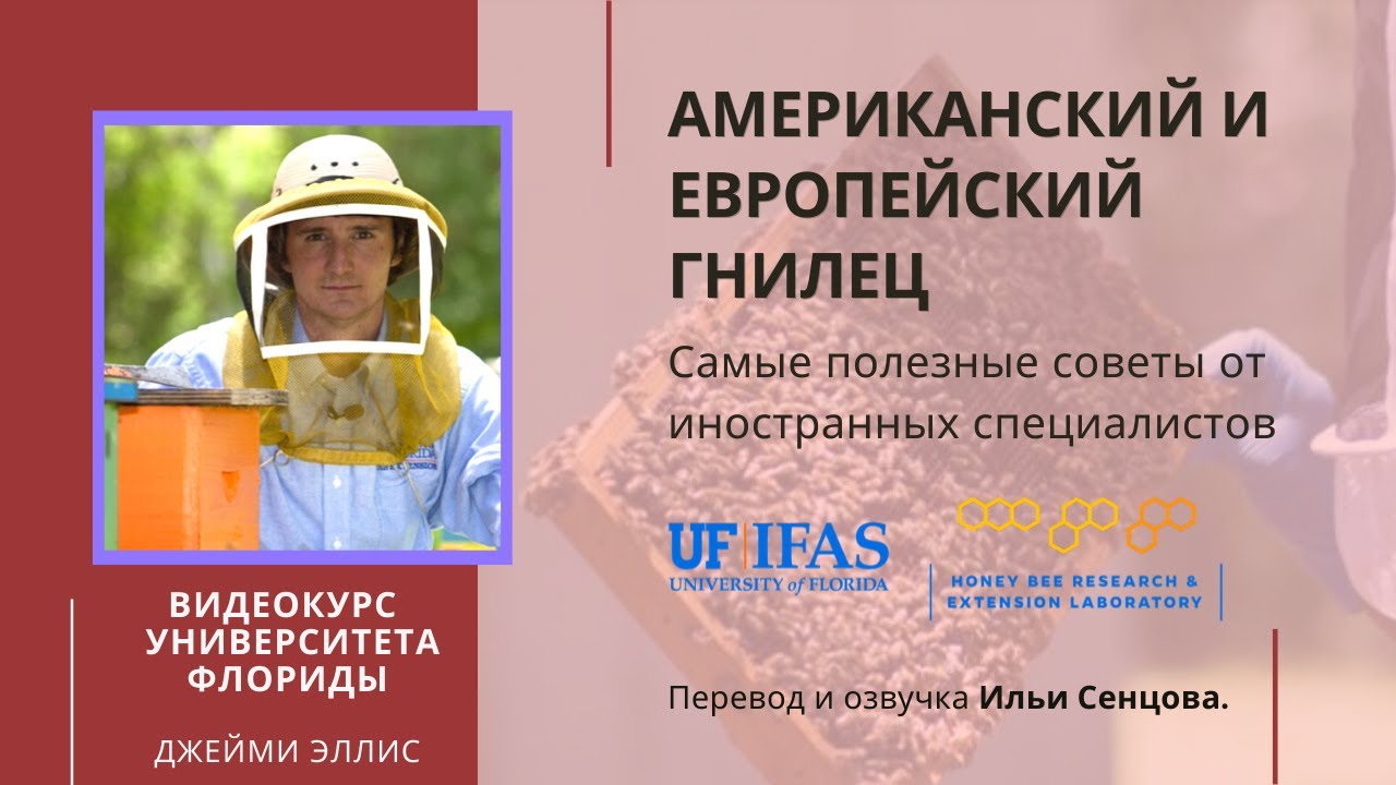 Американский и Европейский гнилец (Университет Флориды) - самые опасные грибковые заболевания пчел!