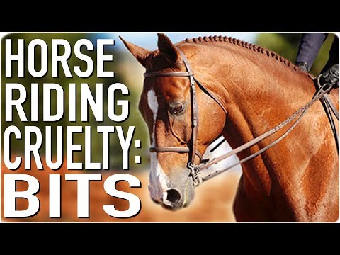 Horse Riding Cruelty: Effects of the Bit