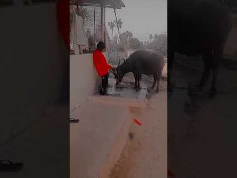 Rowdy baby Bhavani(2)