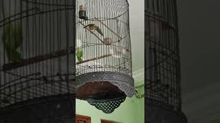 Download lagu MASTERAN BLAKEN GACOR BUKA SAYAP mp3 Download lagu MASTERAN BLAKEN GACOR BUKA SAYAP mp3