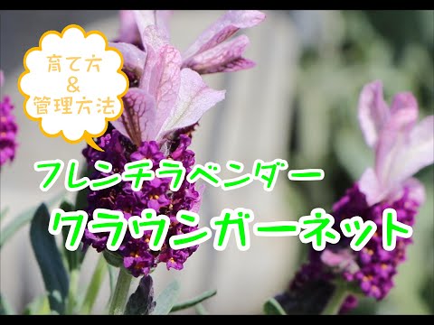 ラベンダー 植物