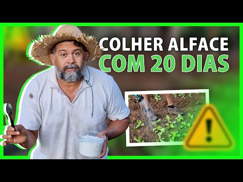 How to Harvest LETTUCE FASTER