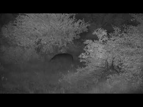 Djuma: Hippo heading off to graze - 03:03 - 01/26/21