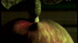 Throwing Back The Apple - Pale Saints (featuring VJ intro)