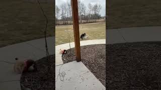 Video preview image #1 Mutt Puppy For Sale in Minneapolis, MN, USA