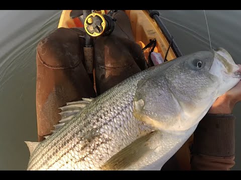 Striper Fishing off Corsons Inlet New Jersey by Kayak December 6 2015