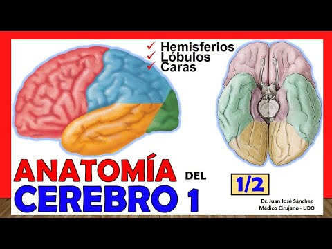 🥇 ANATOMY OF THE BRAIN 1/2. (Telencephalon). Simple Explanation!