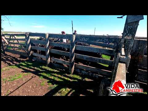 WE PUT THE DOCTOR'S SCALE IN THE FIELD AND WEIGH ANIMALS