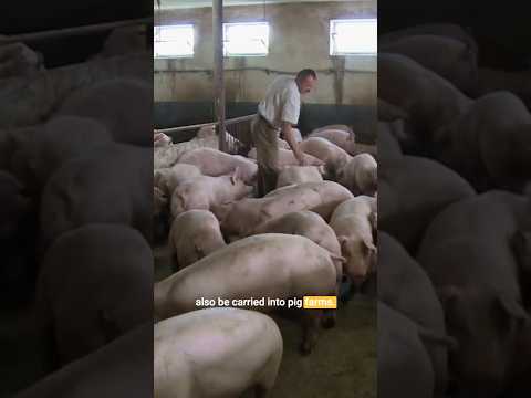 ASF kann nicht geheilt werden … aber es kann gestoppt werden. 🐖🛑 #shorts #grippe #schweinegrippe