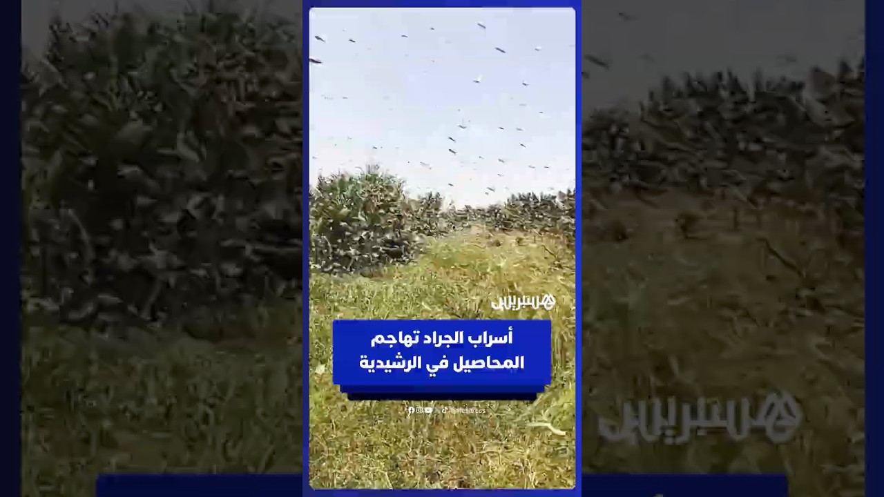 أسراب الجراد تهاجم المحاصيل الزراعية والواحات بإقليم الراشيدية thumbnail