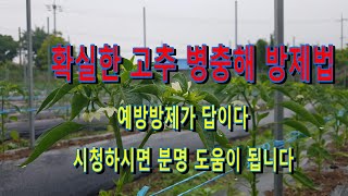고추 병충해방제 쉽게, 확실히 방제하는 법