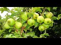 Guava cultivation Technology Koiya sagupadi