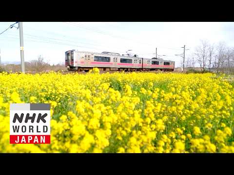 The Pinks and Greens of Akita and Aomori - Train Cruise