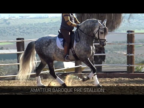 Baroque Andalusian PRE Stallion 2014 - 1,60 cm (#MP647)