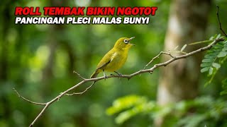 Download lagu PANCINGAN PLECI NEMBAK WIT WIT WIT NGOTOT, BIKIN LAWAN CEPAT BUKA PARUH mp3