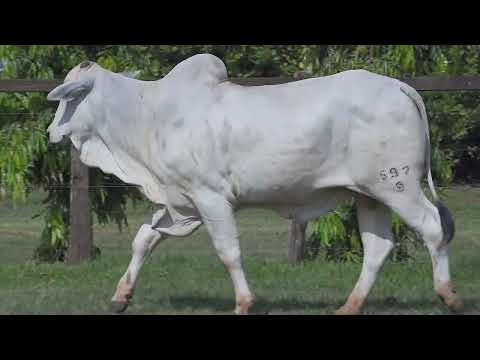 NELORE MANDY - 597 PO - GSGJ  597