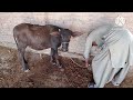 Horse And Buffalo Meeting Fast Time At Village