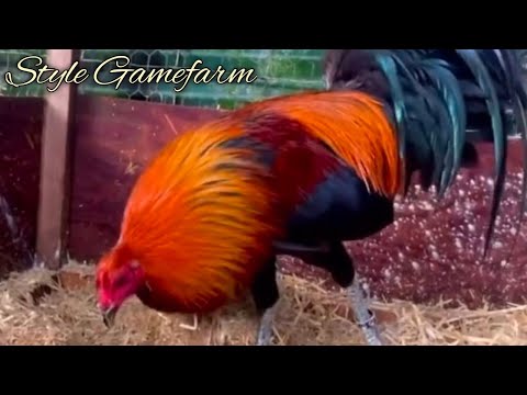 Albany Sweater Kelso - STYLE FARM