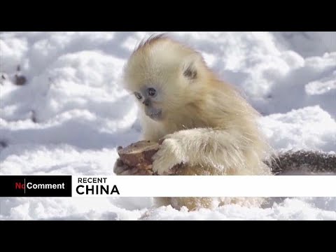 Какие животные прячутся в снегу?