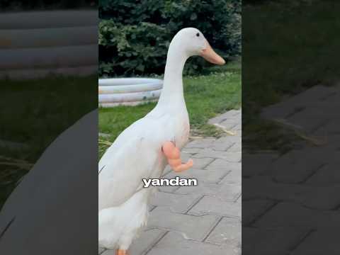 Bu Ördekler İşçi Gibi Çalışıyor 😳