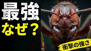 [動物] - アリ ― 小さな生き物だが、あなたが思っているよりも強い!!!